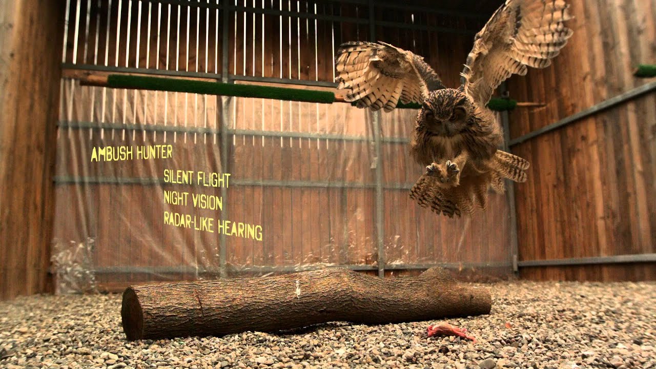 Exploring the World's Largest Owl in Super Slow Motion (Video)