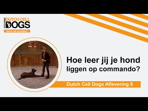 Video: Hoe U Uw Hond Commando's Leert