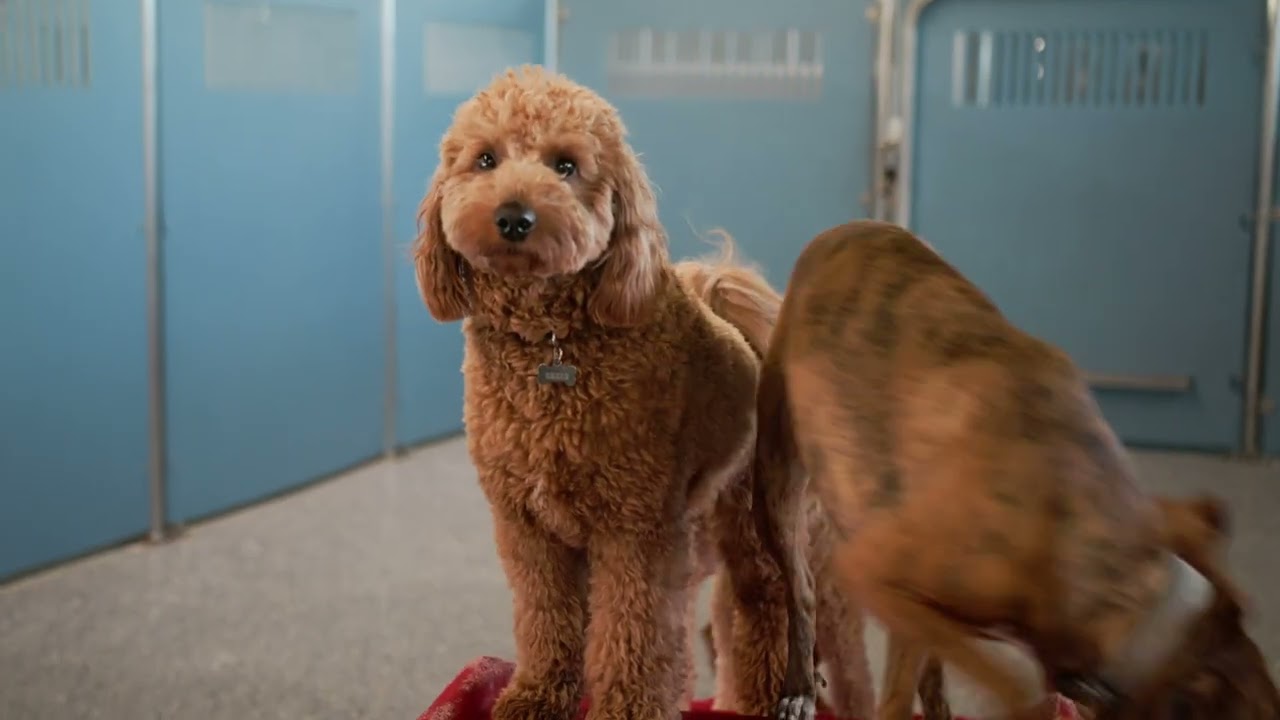 Camp Bow Wow NoCo - Overnight Boarding Overview