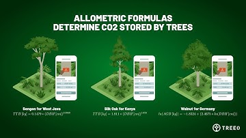 How does the TREEO single-tree monitoring App work?