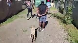 Day 2 Puppies Returning From Their Walk