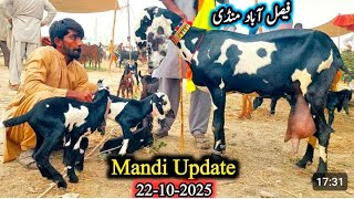 Bakra Mandi Faisalabad Update Mashallah Mandi Mein Bacchon Wali Bakriyan A Plus Zafar Bakra Tv