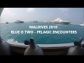 Maldives 2018  blue o two pelagic encounters