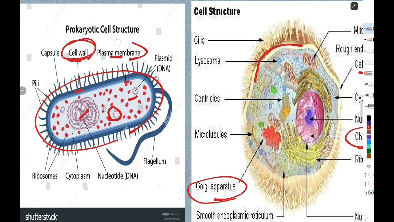 محاضرة ١ بايوكيمسترىEukaryotic,prokaryotic cells & water balance (biochemistry)