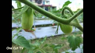 田間觀察橙蜜香小番茄栽種第40天 