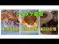 【家庭菜園】キノコ栽培キット（シイタケ編）　～自宅で簡単にキノコ狩りが楽しめる♪～