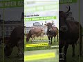 Vegane reaktion auf die kampagne von greenpeace