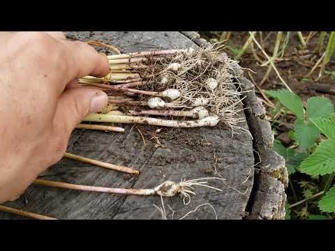 Tim&rsquo;s Garden - How to grow garlic!