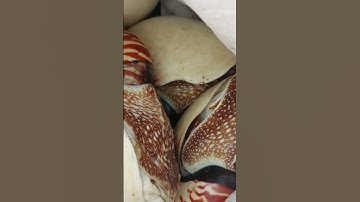 SEA SHELL #asmr #trending #seashell  #seafood #shortvideo #shorts