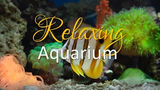 Serenity Underwater: Colorful Aquarium Fish and Relaxing Piano Music [HD] 1 hour