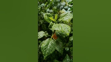 أوائل سورة الإسراء للقارئ أحمد خضر