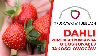 Dahli - wczesna truskawka o doskonałej jakości owoców