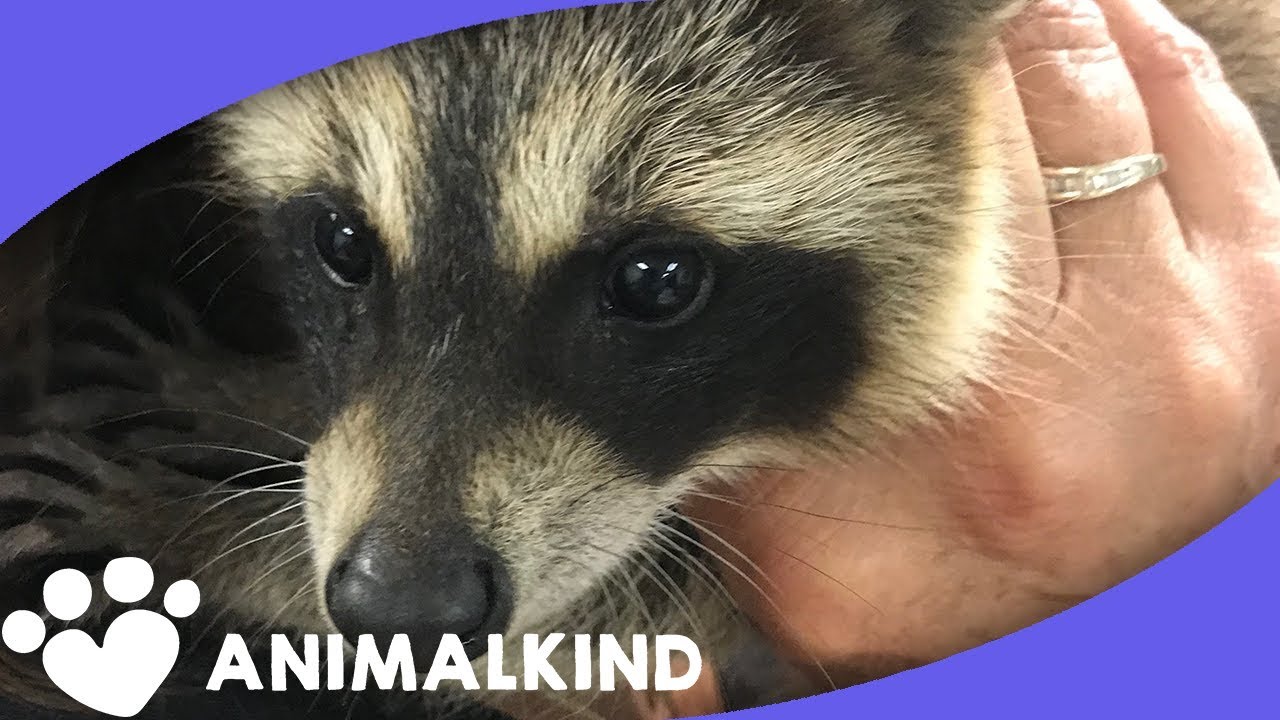 Baby raccoon found drowning in storm drain YouTube