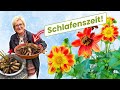 So überwinterst du Dahlien richtig - Achtung Frost!