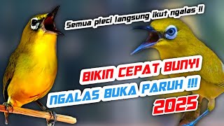 Joss!!!! Semua Pleci Langsung Ikut Ngalas Buka paruh - Terapi Pleci Ngeriwik Buka Paruh