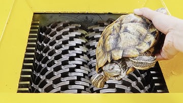 Turtle VS Shredder.  Can the hardness of turtle shells withstand it？How hard is its shell?