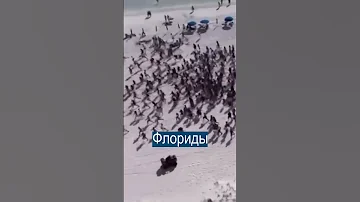 Когда пришел полицейский с собакой, на пляже никого не осталось