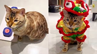 8 new robes for CNY became tiny lions  adorable! [Xiao Feng = meow] #catyard #daily