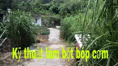 Kỹ thuật tạo hỗn hợp bóp cơm trong nghề nuôi Dúi rất quan trọng | Chuột Tre 360