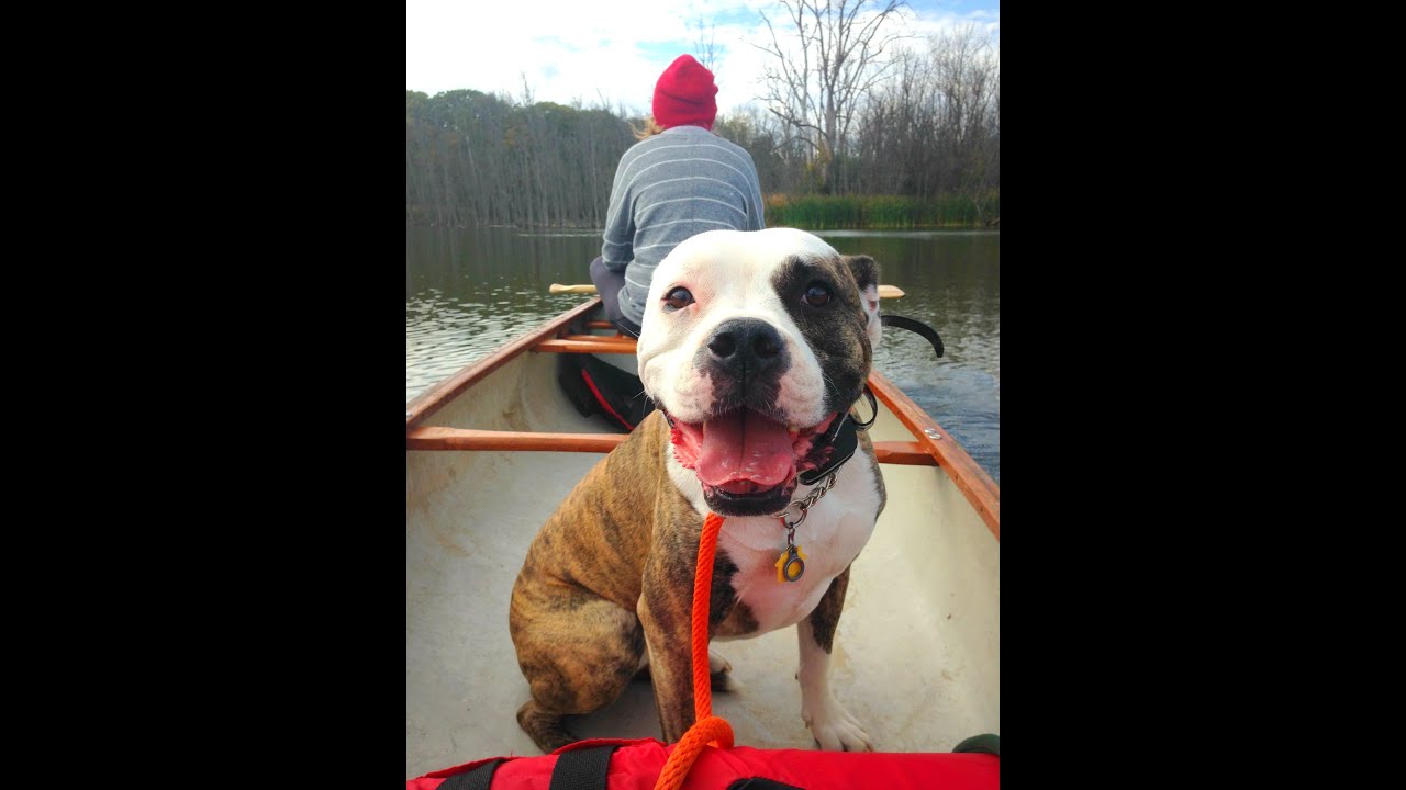 Chicago Dog Training / Marge the American Bulldog / Board & Train with Mannered Mutts