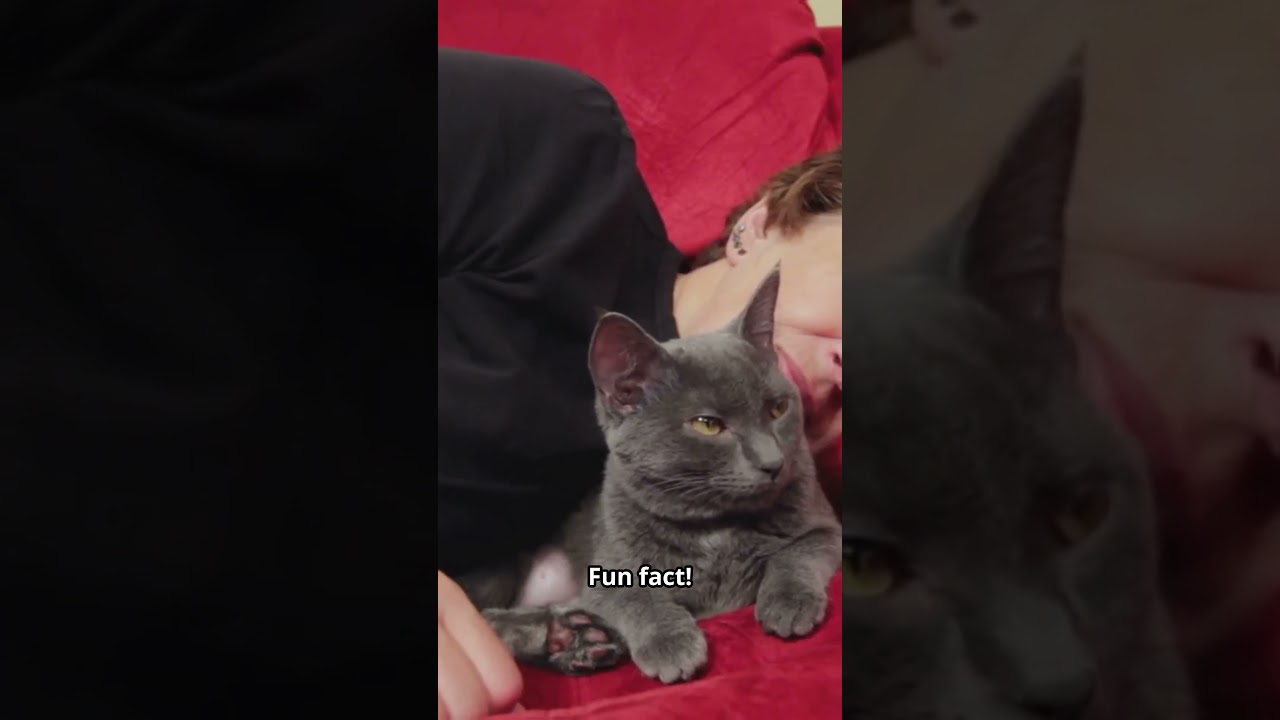 Do Pets Have Feelings? 🐕🐱