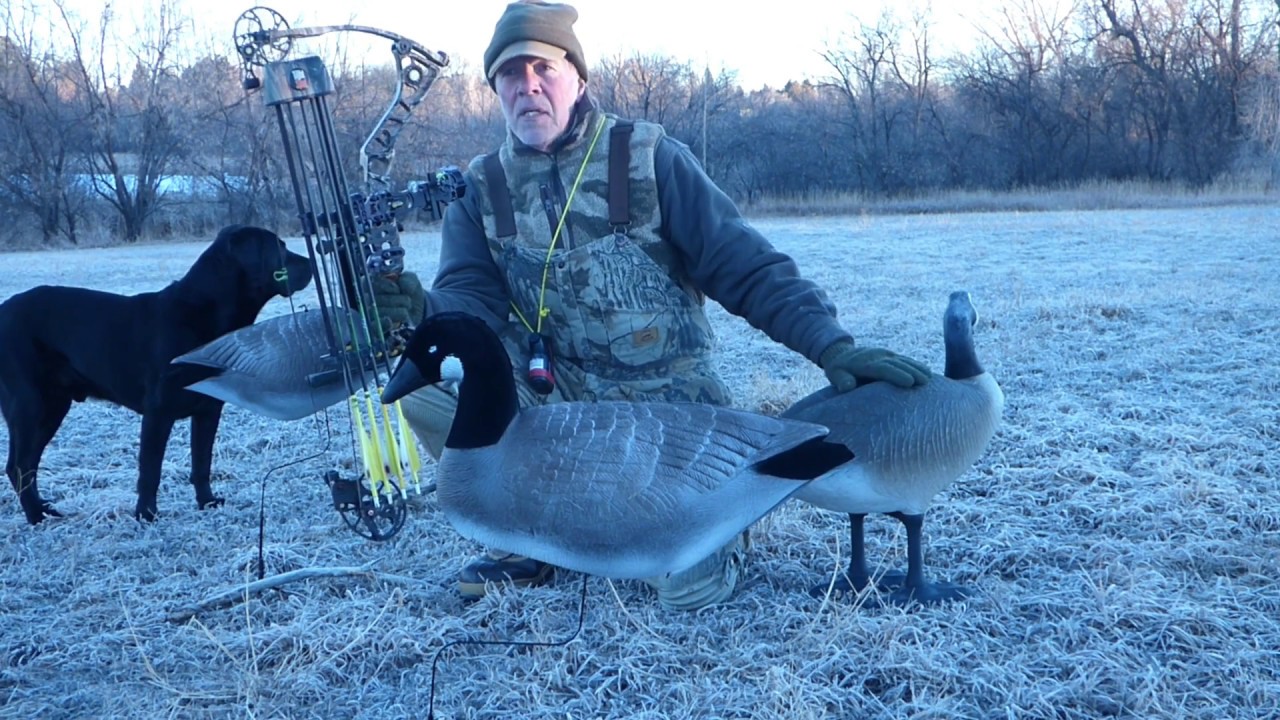 Bow Hunting for Geese over the Ultimate Predator Wind Drifter Decoys