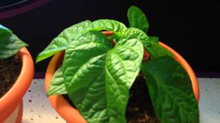 2015 Super Hot Peppers. Organic Fertilizer Experiment! Fish fertilizer VS Blood Meal Tea Ep.02