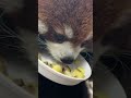 【天王寺動物園】ASMR動画（咀嚼音）レッサーパンダ 咲弥ちゃんに蒸しサツマイモ（セルフ）あげてみた🍠