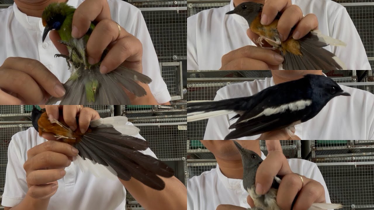 💚27-2💚0522.242.813💚 Choè Than Khủng - Siêu VIP + Choè Lửa Trống + mái + Thanh Tước Đẹp - Giá Rẻ💚