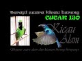 Terapi Suara Kicau Burung Cucak Ijo Kicau Alam Kicau Mania Mp3 - Mp4 Download