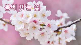 봄에 피는 꽃 | 만 3세 | 이야기 나누기 | 토모노트