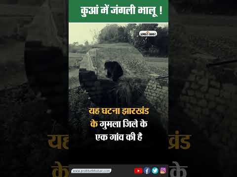 झारखंड: कुआं में गिरा जंगली भालू, सीढ़ी लगाकर किया गया रेस्क्यू, Video Viral #shorts #ytshorts