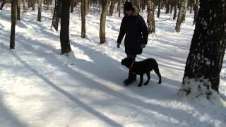 Дрессировка щенка кане корсо Арни http://dogclass.ru/ Дрессировка щенка кане корсо Арни http://dogclass.ru/