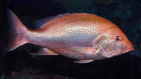 Facts: The Red Snapper