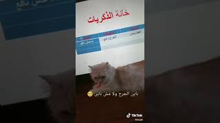 خانة ذكريات القطة  باين عليها الجرح