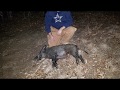 6.5 Grendel Hog Hunt Federal Fusion ammo - Elk Springs Ranch Saint Jo Texas