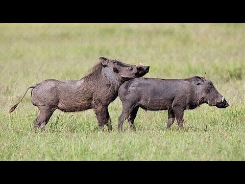Secret Habits of Warthogs Revealed