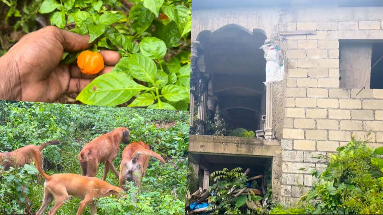 Quick Update, Look At The Damage Melissa Done What Going On With SunriseBoss Airbnb🤔