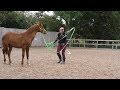 Andalusian yearling on the lunge for the first time