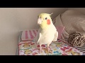 Today's My happy Cockatiel | singing hanging around  | 4年ぶり！オカメインコのカメちゃん 15才まだまだ元気です！
