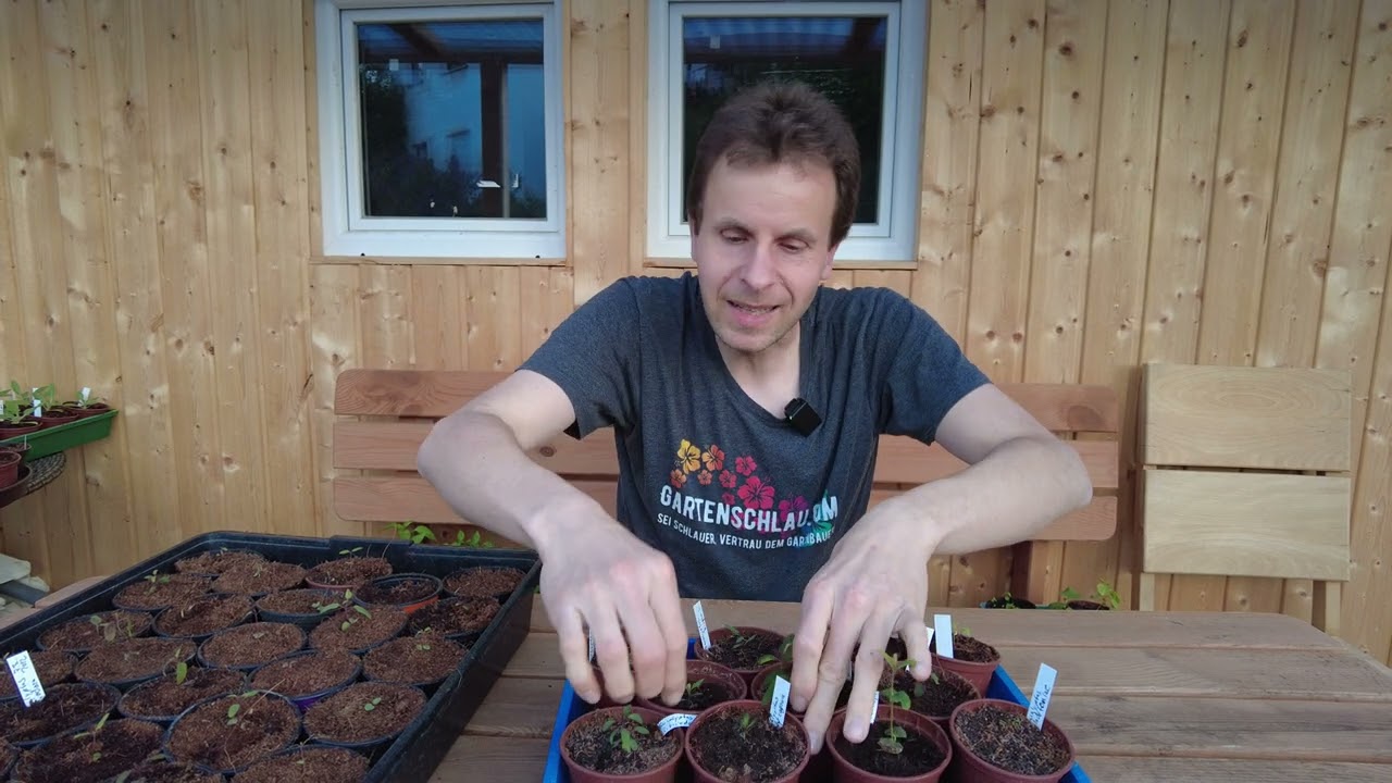 Eukalyptus-Anzucht Ende April: Welche Arten wachsen am besten?