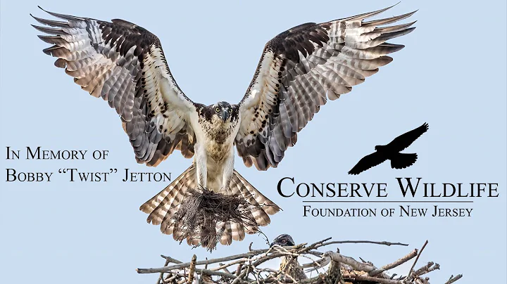 Barnegat Light Osprey Cam