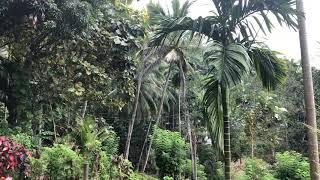 Сбор кокосов на Шри-Ланке