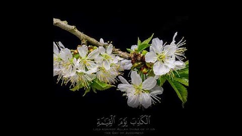 ما تيسر من سورة يونس بصوت الشيخ ناصر القطامي 😴🤍