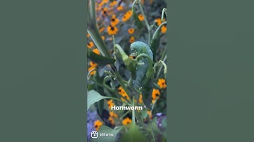 I gotta save my plant! Tobacco/Tomato Hornworm defoliating my plant. No parasitic wht wasp eggs seen