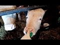 Деревенские хлопоты 🐄🐷🐓Ждём отел🐮