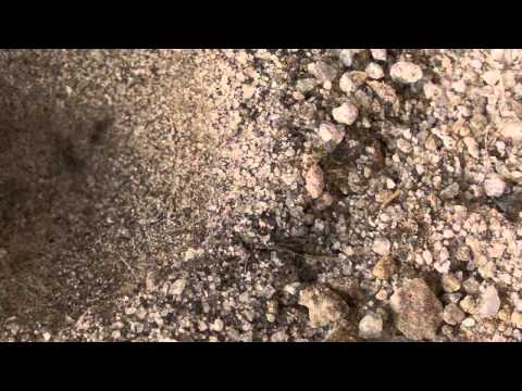 Antlion Attack