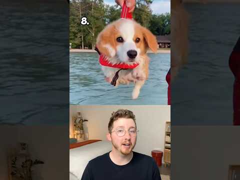 Top 10 Summer Dogs of All Time