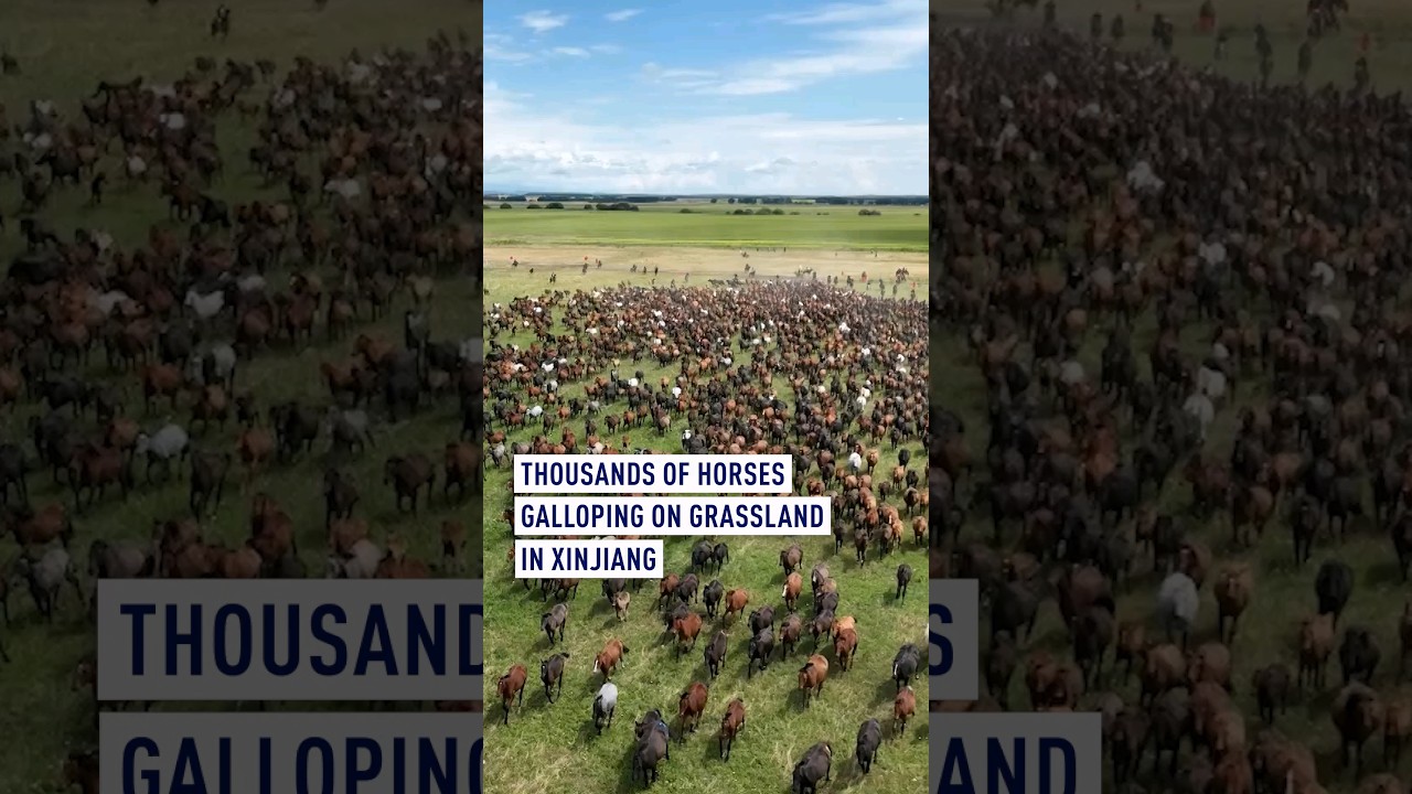 Thousands of horses galloping on grassland in Xinjiang