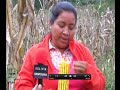 Guaraníes producen Miel de Abeja, maíz, mani y ají en el Chaco Chuquisaqueño con Ayuda en Acción
